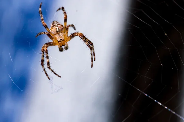 거미줄을 치는 거미 스톡 이미지