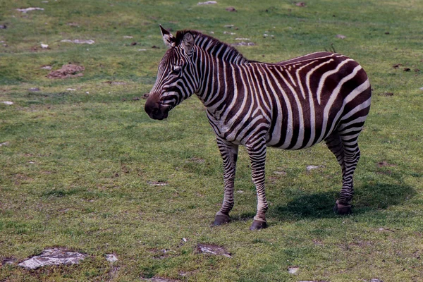 Zebra auf einem Feld lizenzfreie Stockbilder