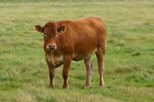 Braune Gelbvieh-Kuh auf Familienbauernhof lizenzfreie Stockbilder