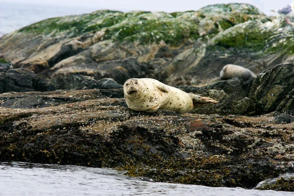 Seal határozza meg, egy kis szigeten Stock Kép