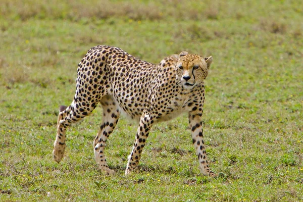 Гуляющий гепард — стоковое фото