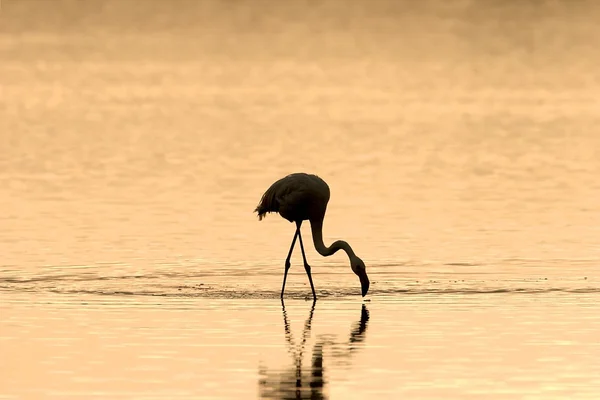 Flamingo bei Sonnenaufgang — Stockfoto
