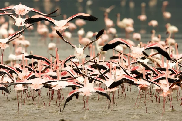 Running Crowd of Flamingo — Stockfoto