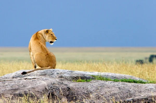 Sentado sozinho Simba — Fotografia de Stock