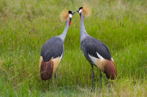 Kissing Crowned Cranes — Stock Photo, Image