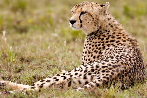 Yalnız cheetah dinlenme Stok Fotoğraf