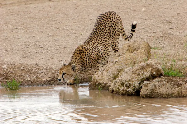 Cheetah che beve Foto Stock Royalty Free