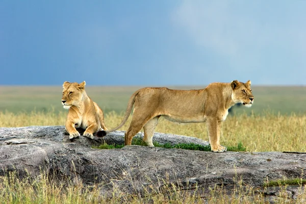 Löwen auf einem Stein lizenzfreie Stockfotos
