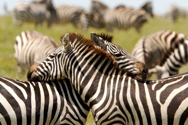 Umarmte Zebras lizenzfreie Stockbilder
