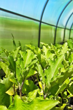 Crops in the greenhouse clipart