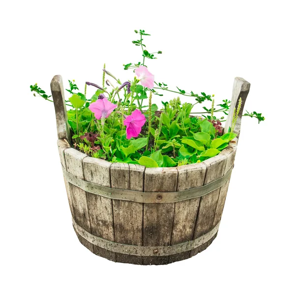 Set garden flowers in wooden bucket — Stock Photo, Image