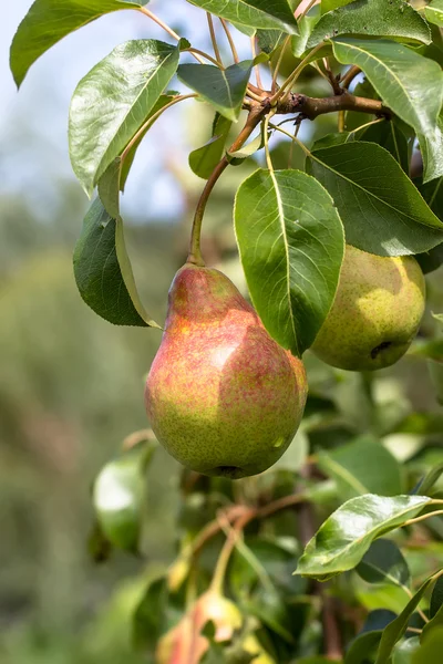 Stock image Pears on Tree