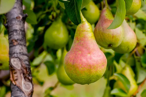 stock image Pears on Tree