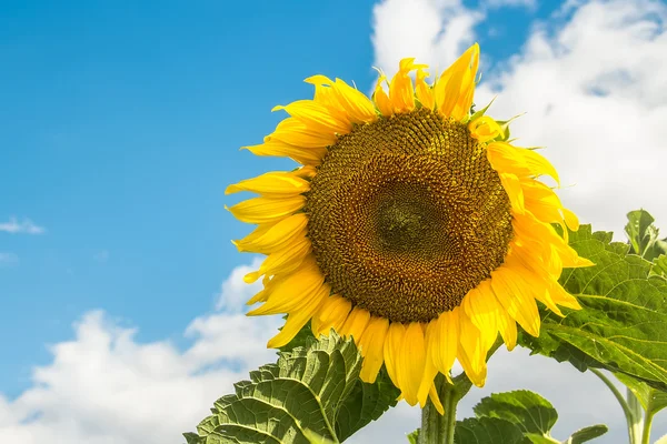 Sunward słonecznik — Zdjęcie stockowe