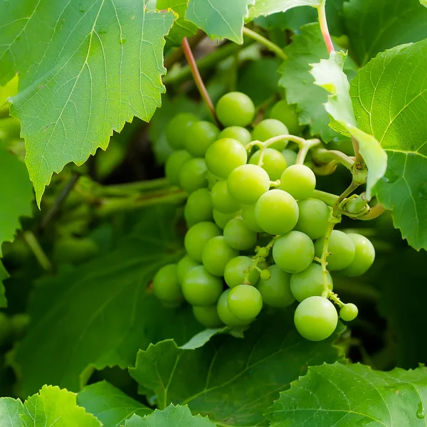 Uvas verdes en una rama Imagen de stock