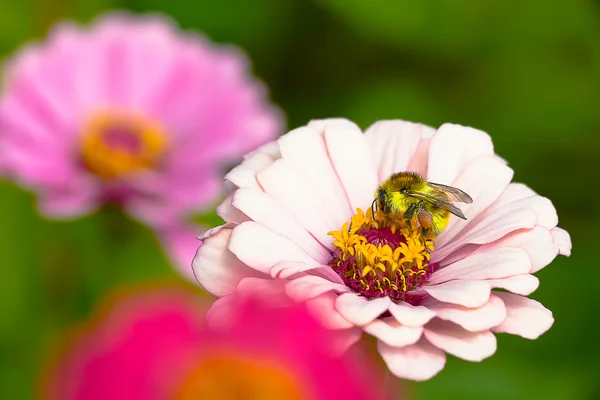 Una abeja en una flor Imagen de stock
