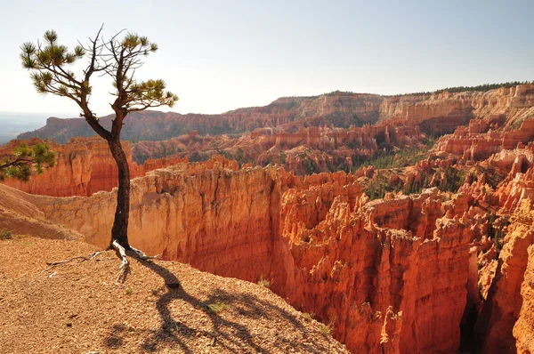 Bryce Canyon tree — Stock Photo, Image