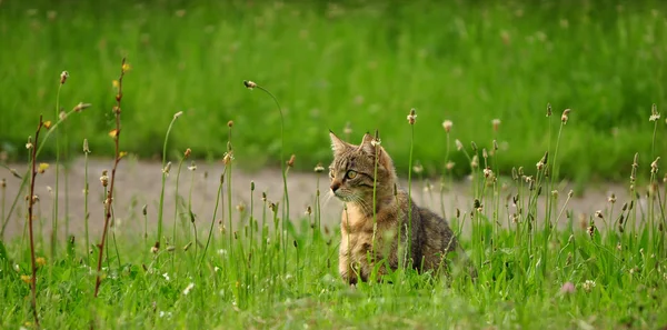 stock image Cat in the grass