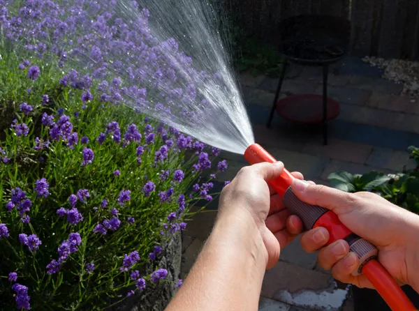 Watering the garden on a summer evening — Stock Photo, Image