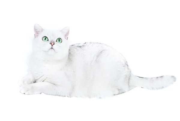 Gato británico blanco — Foto de Stock