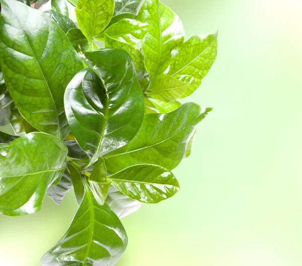 stock image Green leaves border