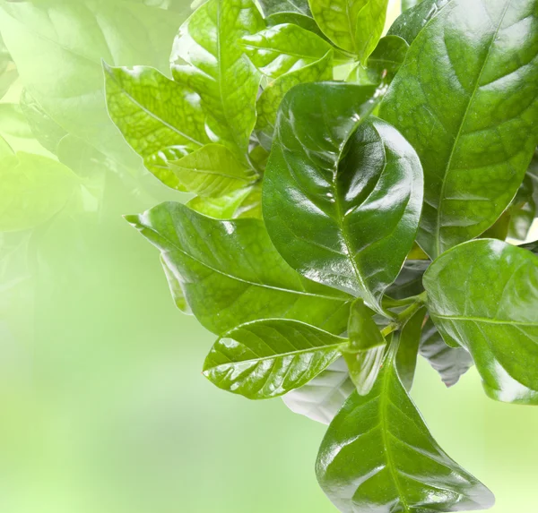 stock image Green leaves