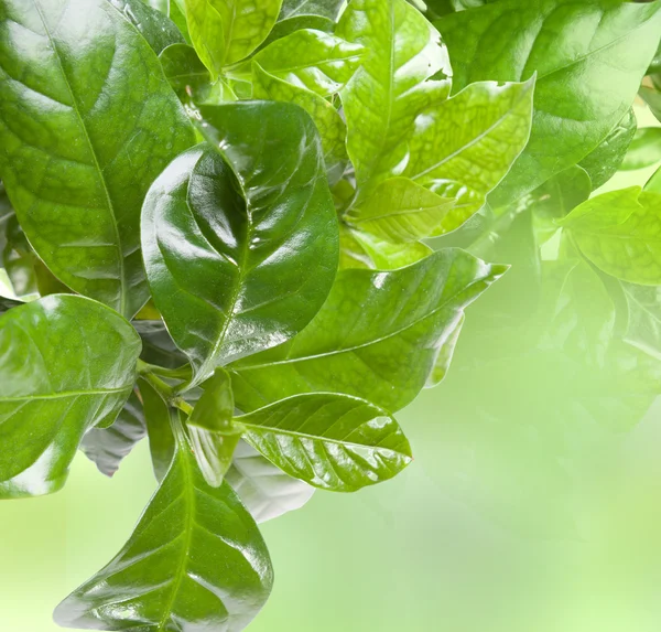 stock image Green leaves border