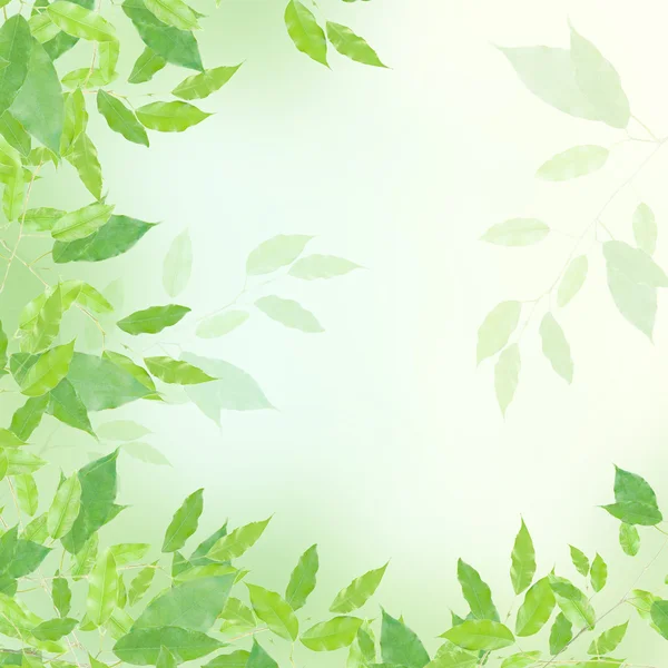 Zielone liście granicy — Zdjęcie stockowe