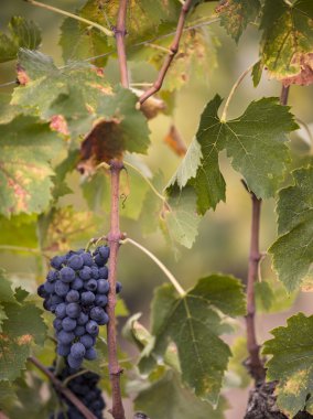 Tuscan red grapes and leaves clipart