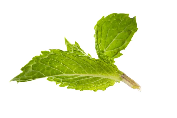 Aroma mint leaves — Stock Photo, Image