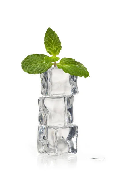 Peppermint on ice cubes — Stock Photo, Image