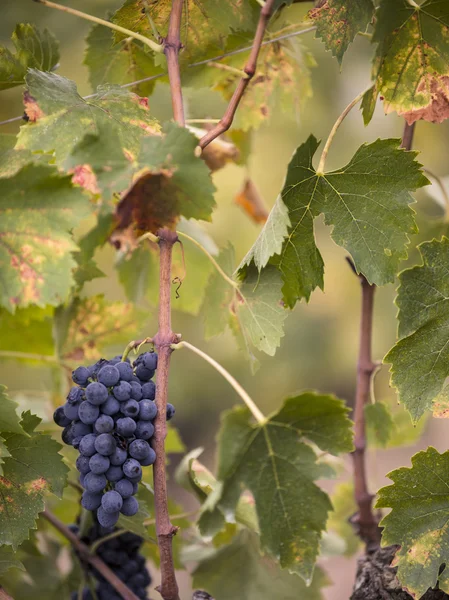 Tuscan kırmızı üzüm ve yaprakları — Stok fotoğraf