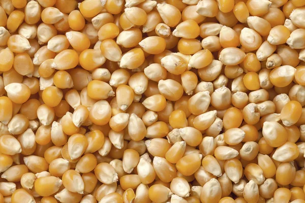 Torkade kernel majs — Stockfoto