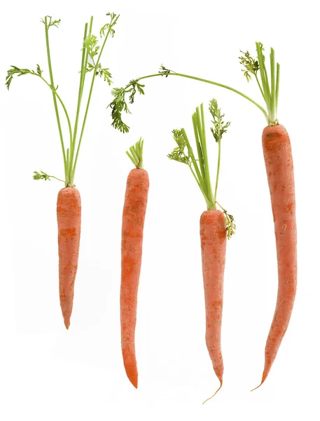 Vier verpakte wortelen — Stockfoto