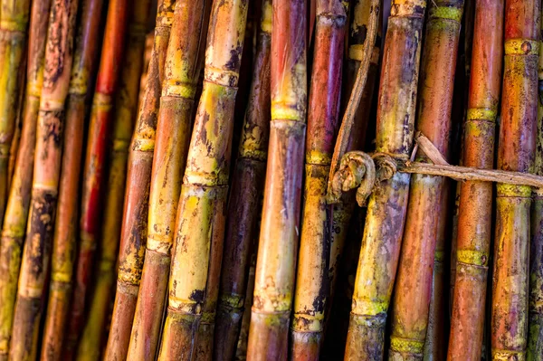 Varas de cana-de-açúcar — Fotografia de Stock