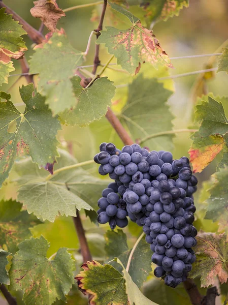 Tuscan bunch of grapes and leaves — Stock Photo, Image