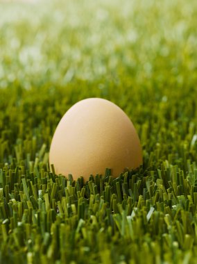 Brown egg on the green grass