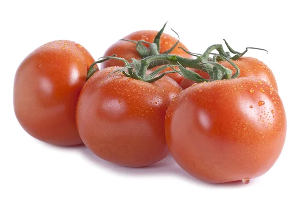 Taze domates — Stok fotoğraf