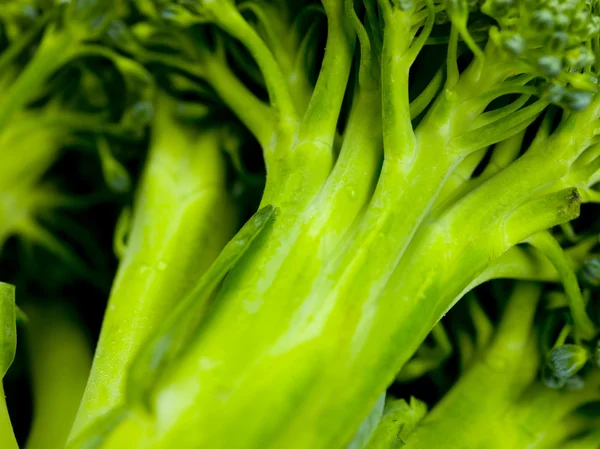 Makro obraz brokuły — Zdjęcie stockowe