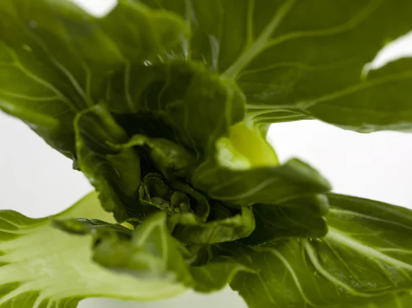 青梗菜のマクロ撮影を葉します。 — ストック写真