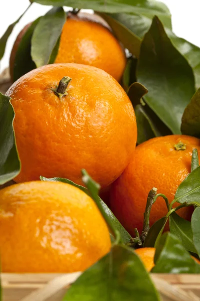 Nová sklizeň pomerančů — Stock fotografie