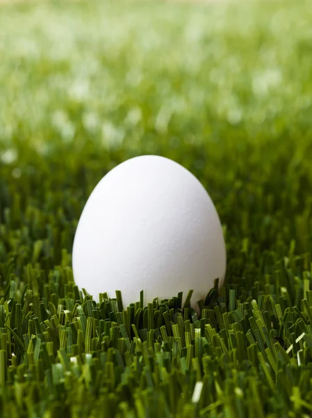 stock image White egg