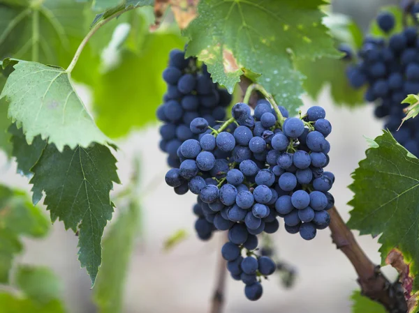 stock image Red grapes in tuscan vineyard