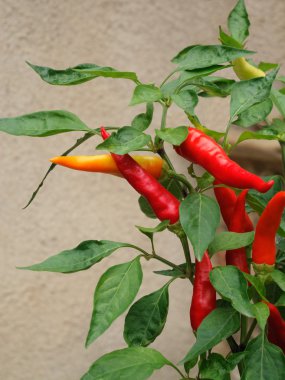 Peppers plant clipart