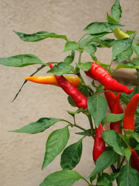 stock image Peppers plant