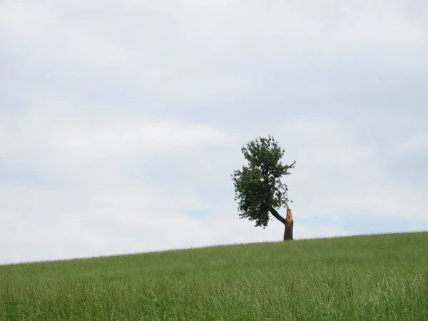 Lonesome дерево — стокове фото