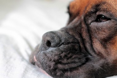 Sleeping boxer clipart