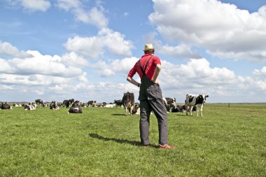 Farmer looking at his cows in the countryside from the Netherlan clipart