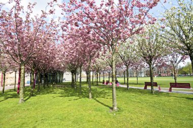 Japanese cherry trees blossoming in spring clipart