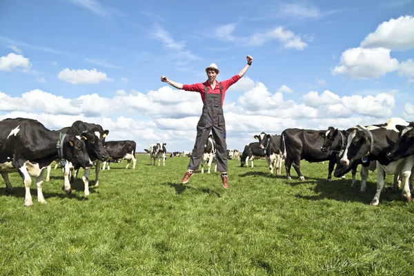 Gelukkig Nederlandse boer met zijn koeien in het platteland van het net — Stockfoto